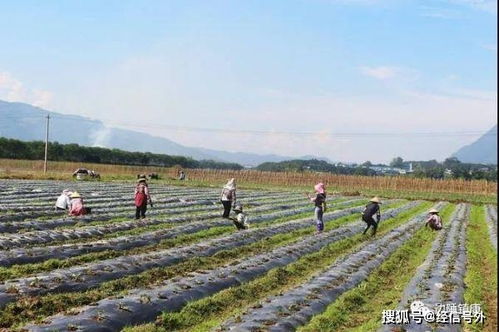 重庆酉阳茶场，秋旱误农时采用特殊方法