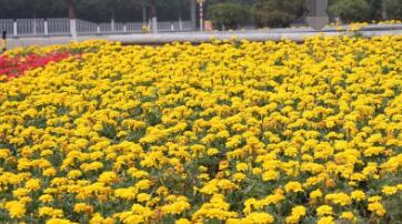 种植蕞佳时间， 我来告诉你