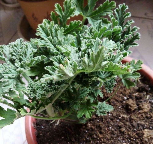 驱蚊植物养哪种？驱蚊效果最佳