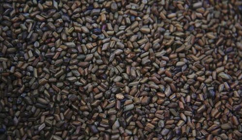 制作油松种子枕头的方法