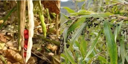 薏米种植的效益