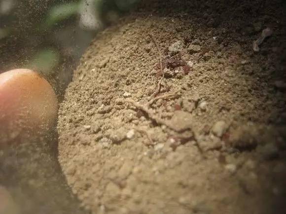 移栽情况：这3种必须移栽