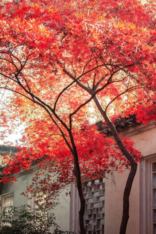 红枫施肥的秘诀