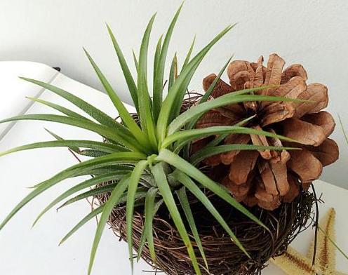 空气凤梨：550个品种任你选择