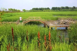 紫穗槐：营养丰富， 抗洪水