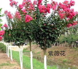 紫薇树种不发芽的烦恼