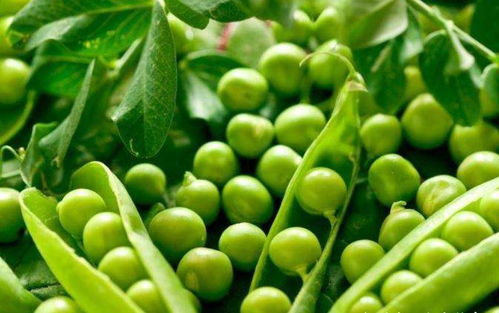 豌豆：春天的美味颗粒