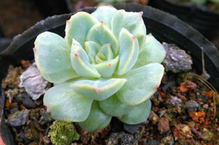 多肉植物叶子发软下垂是什么原因导致的