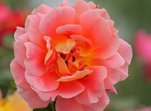 紫薇花籽摘取时机大揭秘