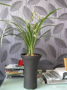 陶瓷花盆适合种什么植物？这几种耐看又好养