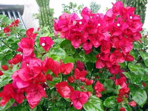 “迷你盆栽，冬日爆花，花多盆小，养花新潮流！”