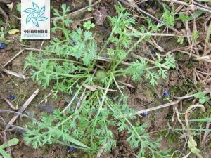 裸柱菊茎直立，花黄