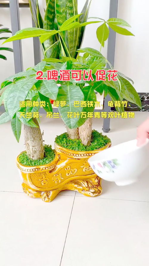 为啥我家花草总是养不活？揭秘三大修剪误区，教你省下200元药费！