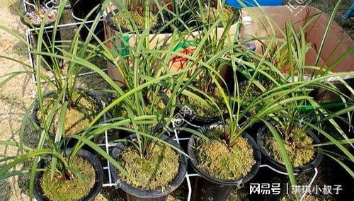 小葱出花了？是时候施肥了吗
