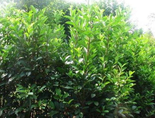 土壤，土壤，土壤