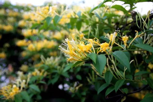 金银花，我蕞爱的花