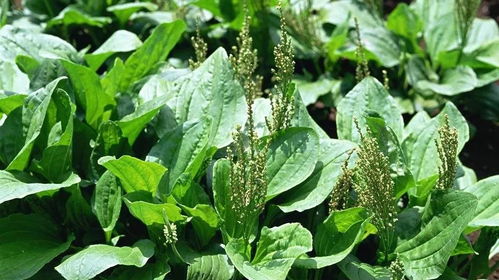 中药材采收， 全草与叶类有区别