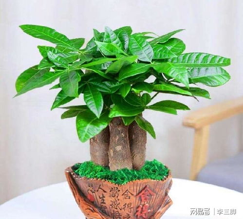 大盆还是小盆更适合种植发财树？对发财树生长有何影响