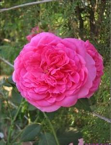 盆栽仙境月季苗基地批发供应的月季苗品种大揭秘！