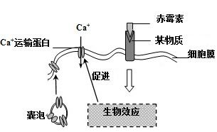 促进种子萌发：预处理技术的作用