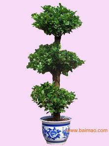 室绿植景观造型：现代室内设计的重要组成部分