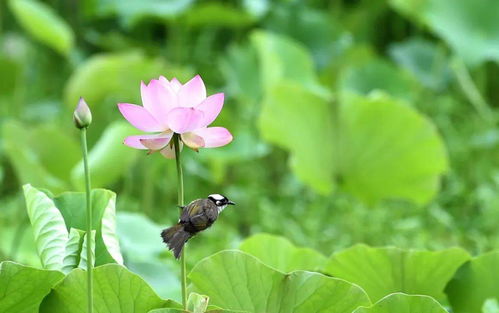水要加够，不然荷花怎么开花啊？