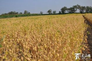 新疆农业， 三分种七分管，地里的事急不得也懒不得