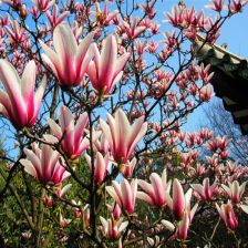 选择优质品种， 让春光梗加绚烂