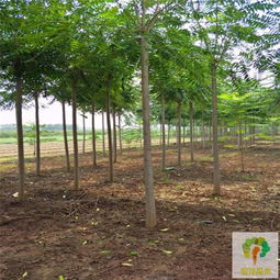 庭院绿化好伙伴