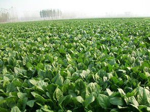 春季种植菠菜的最佳时间是什么月份