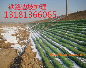 生态护坡种植