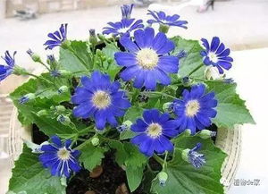 水肥管理，草本花卉的养护之道