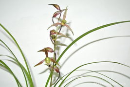 家庭园艺爱好者的养护秘诀