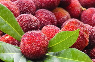 野生杨梅籽，那是个啥？