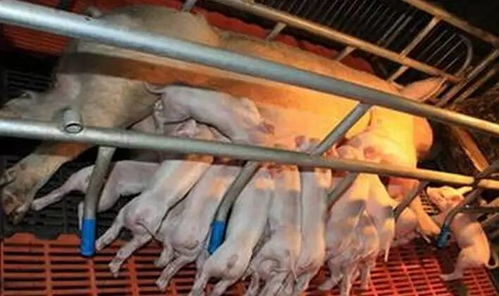 实现猪场盈利稳定可控