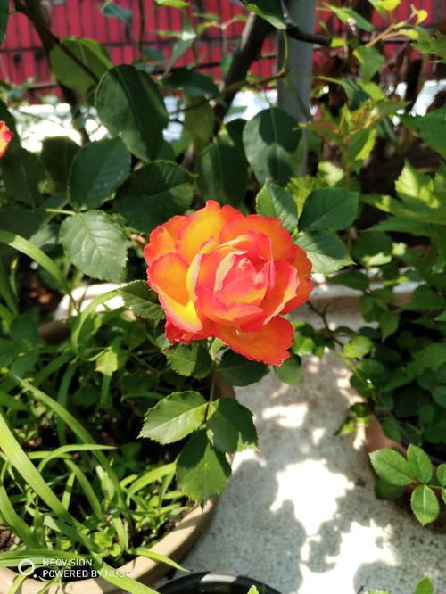 月季花的品种发展渊源