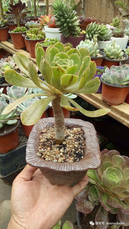 多肉夏天如何修剪？有哪些夏季修剪技巧可以避免多肉植物枯萎