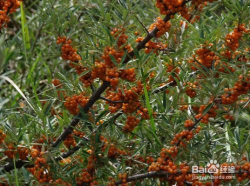 高价假货的陷阱