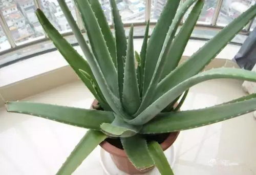 芦荟开花时那些独特的观赏特点是如何展现的
