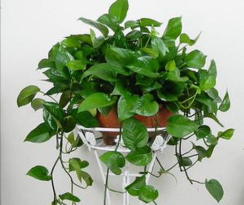 5. 绿萝：净化空气小Neng手， 好养又美观