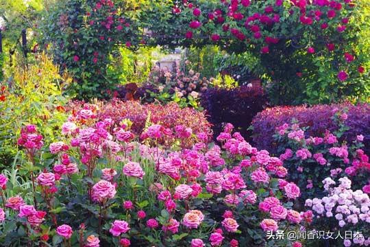 玫瑰花不让种在院子里的原因