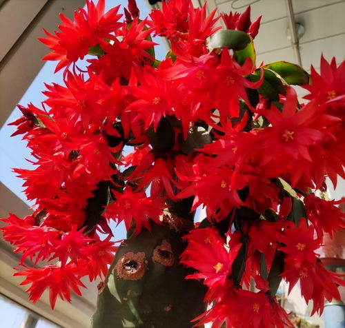 四大火焰战士推荐