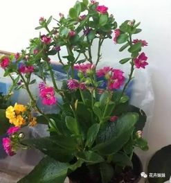 玫瑰花在几点开花？如何养护才能让它按时绽放