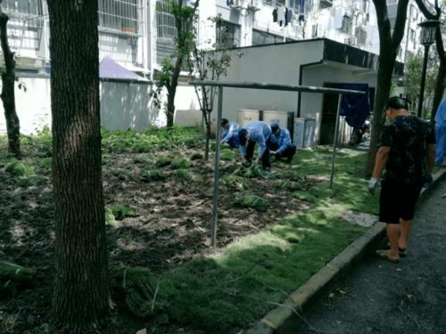 绿化养护的目的究竟何在？