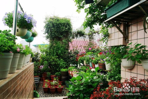 阳台空间大却总养死花？别急，这里有适合手残党的富贵命植物！