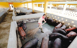 科学处理猪场粪便，变废为宝