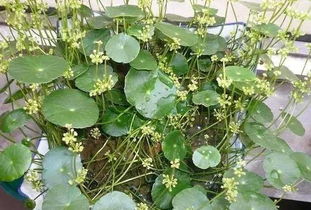 铜钱草开花了这花能吃吗