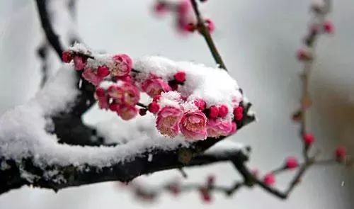 梅花快开花时何时浇水最适宜