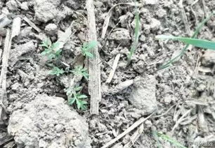 除草剂， 可不是随便用的