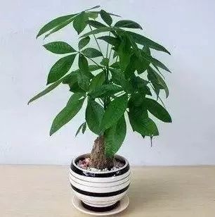 “发财树开花揭秘！养花必备知识！”